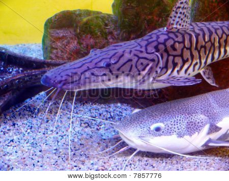 Deux Catfish