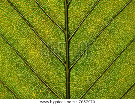 Feuille closeup