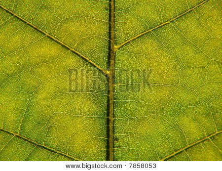 Feuille closeup