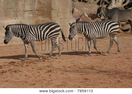 Grant Zebra