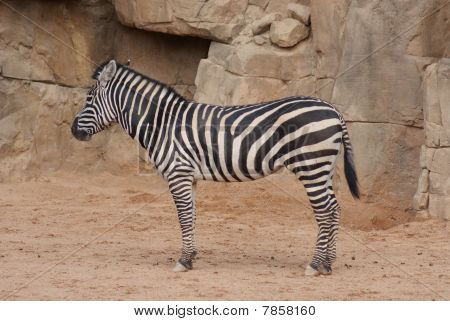 Zebra di Grant