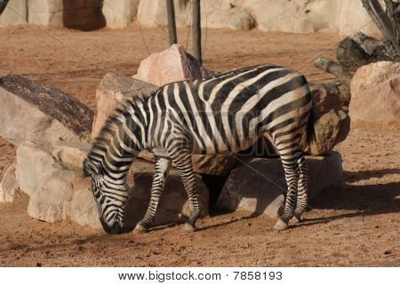 Grant's Zebra