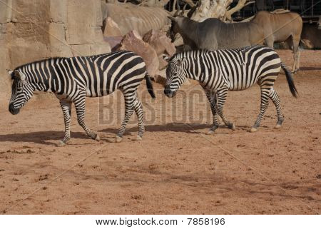 Grant's Zebra