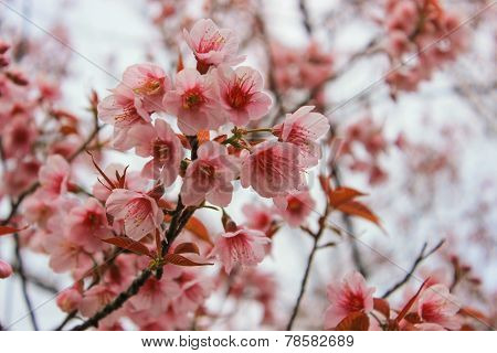 A Wild Himalayan Cherry