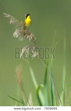Fælles Yellowthroat sang