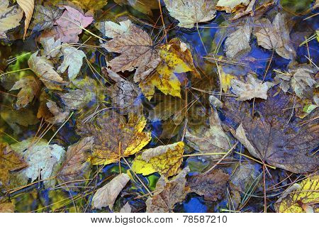 Leaf In The Autumn Water