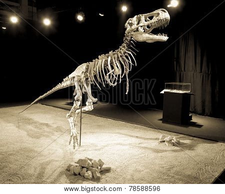 Dinosaur Skeleton