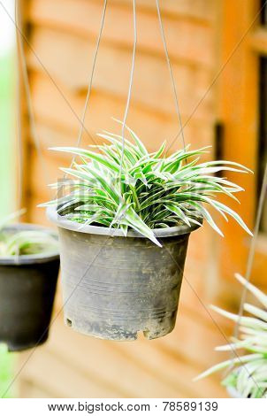 Song Of India Plant