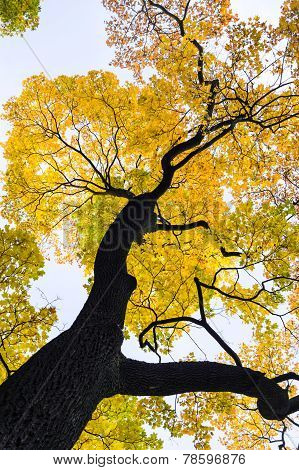 Autumn Maple Tree