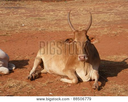 Cow horned