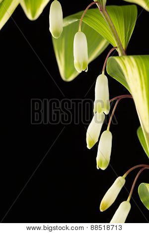 Solomon's Seal flowers close up
