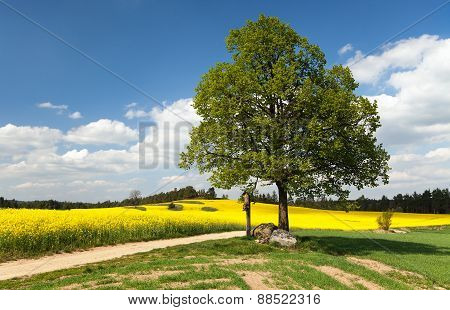 View Of Way Between Rapeseed Field And Lime Tree
