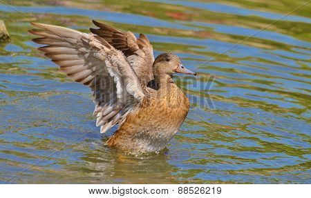 Duck wingspread on water