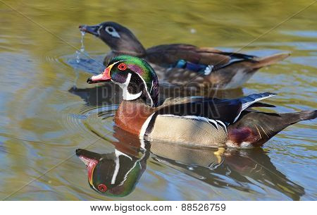 Duck swimming