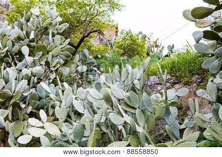 Opuntia Cactus In Backyard In Spring