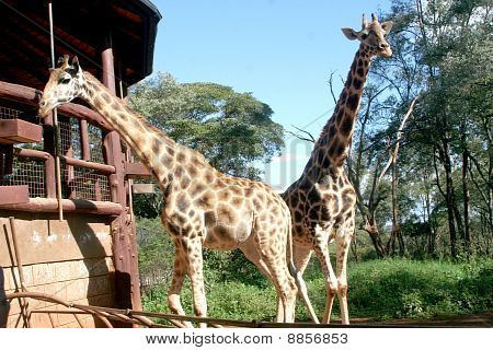 Giraffe
