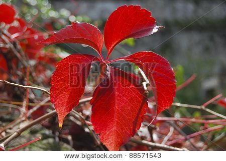 Foglie Rosse
