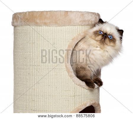 Cute Persian Colourpoint Kitten Is Looking Out From A Cat Tower