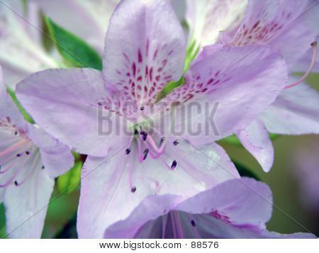 Bleg blomst 2