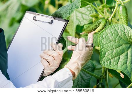 Engineer examining plants.