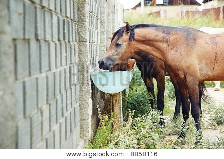 Drinking Place For Horses