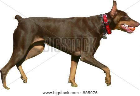 Cachorro marrom