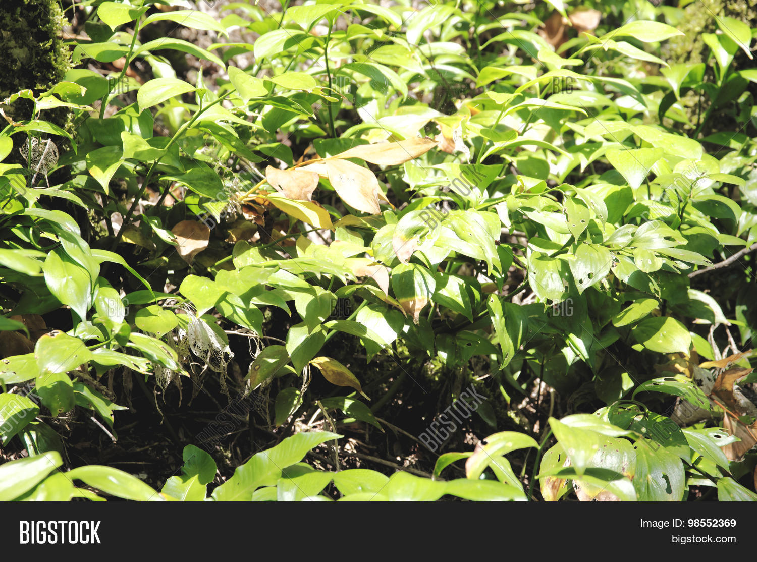 Underbrush Image & Photo (Free Trial) Bigstock