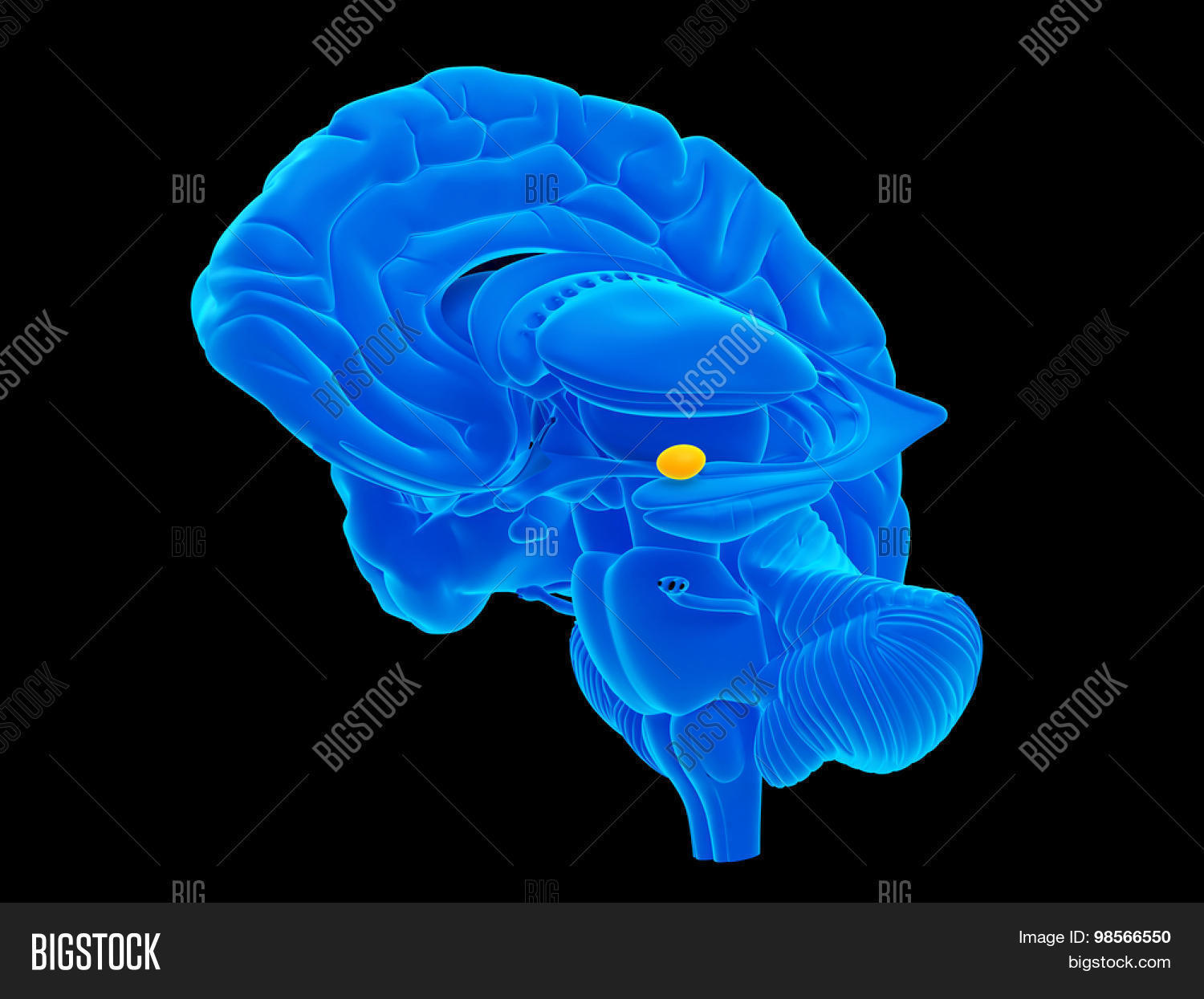 Medically Accurate Image & Photo (Free Trial) | Bigstock