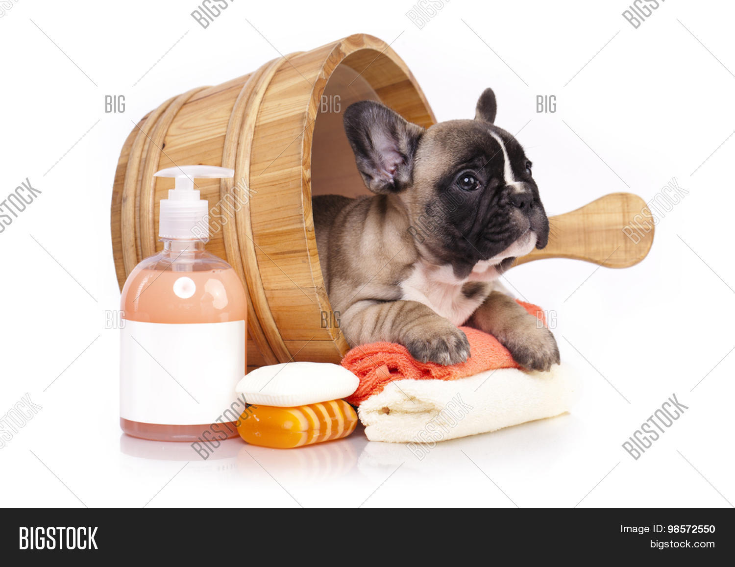 French Bulldog Puppy Image & Photo (Free Trial) Bigstock