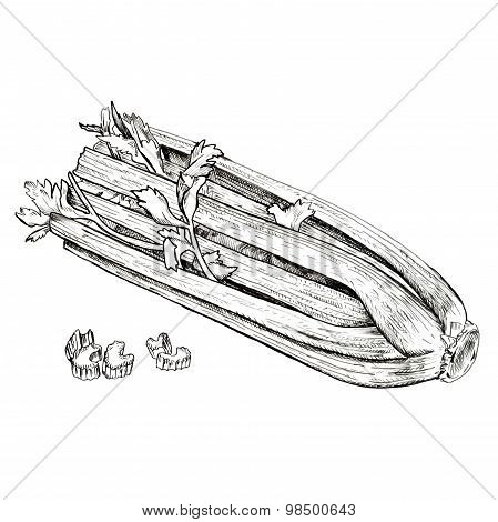Hand drawn celery ink sketch