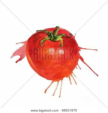 Watercolor tomato sketch