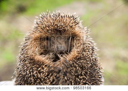 Hedgehog Curled. Seen Sharp Spikes Hedgehog.