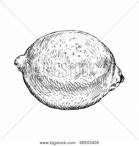 Hand drawn ink lemon sketch