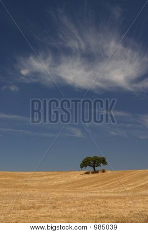 Arbre solitaire