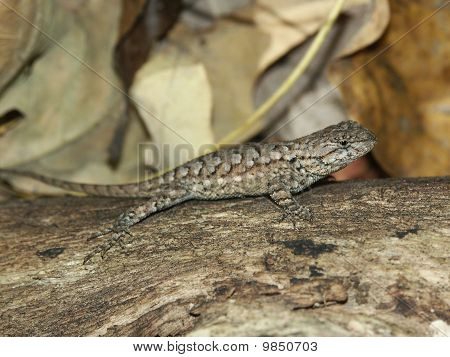 กรอบจิ้งจก (Sceloporus undulatus)