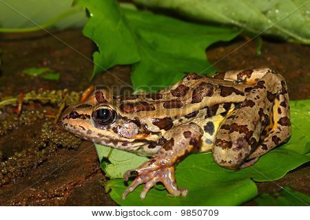Pickerel Frog (Rana palustris)