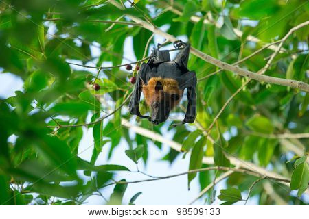 bat hanging on a tree branch