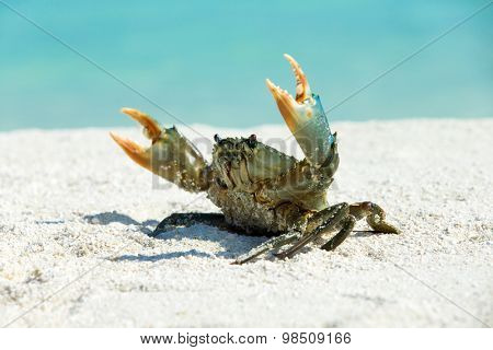 crab on beach ,Tachai island