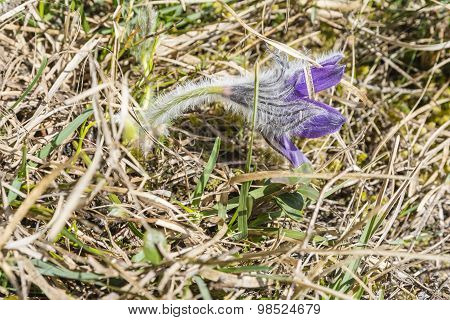Side View Of A Flower Pulsatilla Slavica G. Reuss