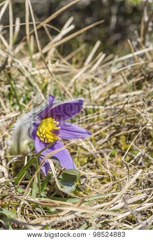 Beautiful Spring Flower
