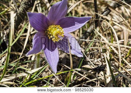 Flowre - Pulsatilla Slavica G. Reuss