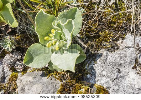 Primula Auricula, Auricula, Mountain Cowslip, Bear's Ear