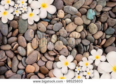 Frangipani Flower On Stone Background