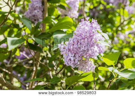 Syringa Vulgaris (lilac, Common Lilac)