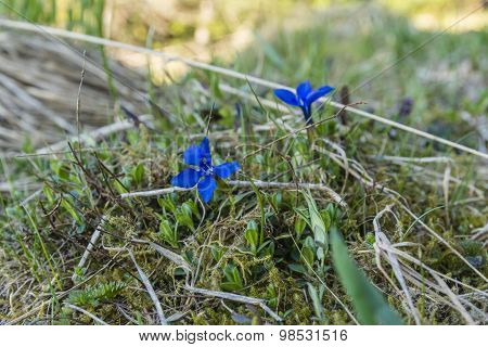 Spring Gentian (gentiana Verna L.)