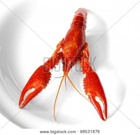 Crayfish Red Boiled European Austropotamobius Pallipes