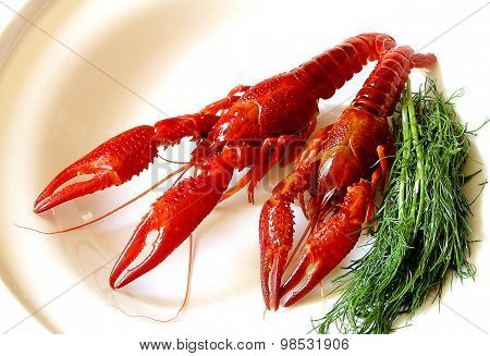 Crayfish Red Boiled European Austropotamobius Pallipes