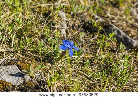 Gentiana Verna L. (spring Gentian)