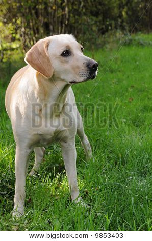Labrador