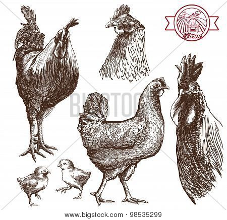 poultry breeding